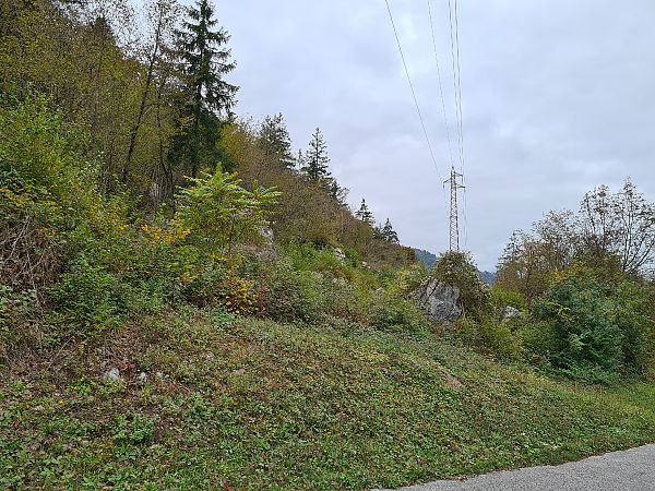 Ailanthus altissima  - Ilaria Antoniutti (FVG)