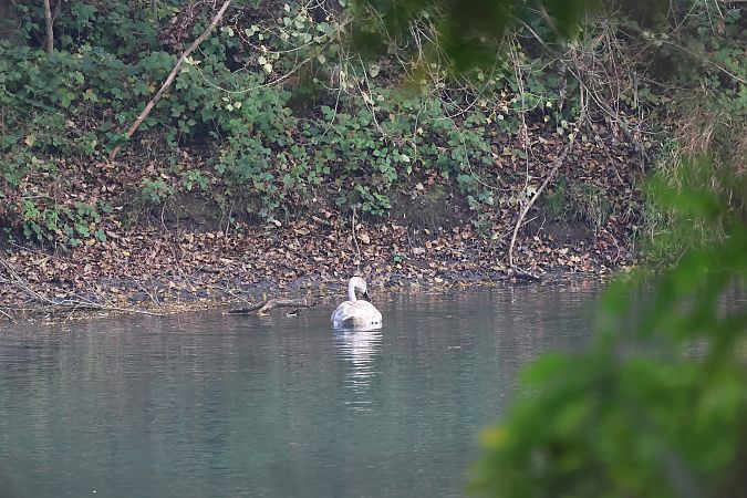 Cigno reale  - Adelfina Aldrovandi
