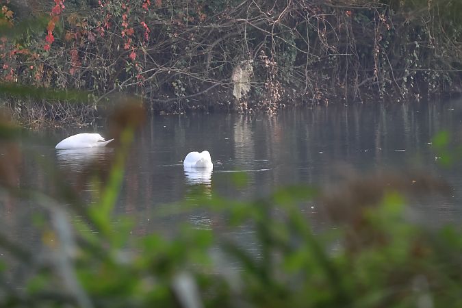 Cigno reale  - Adelfina Aldrovandi