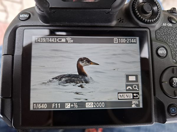 perkoz rdzawoszyi  - Tomasz Doroń