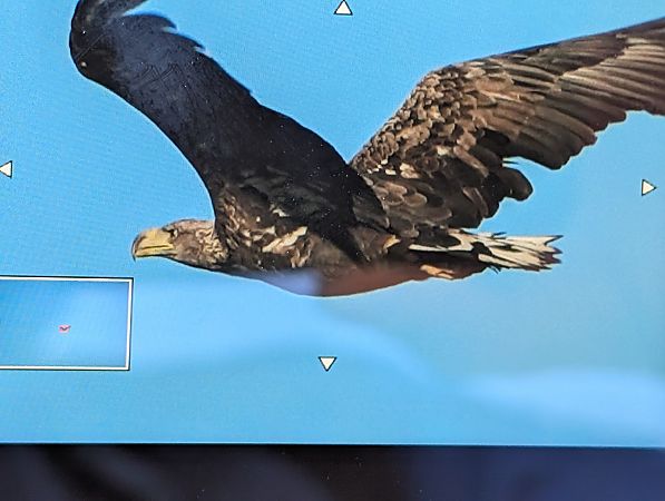 Seeadler  - Stefan Lembke