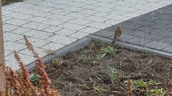 Goldammer  - Tomasz Knioła