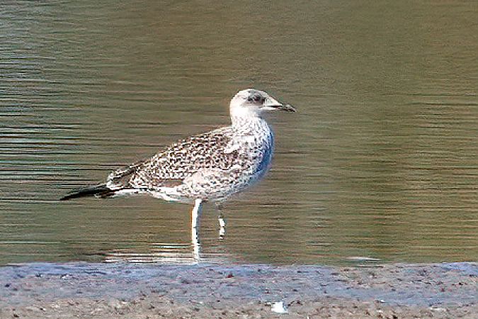 Heringsmöwe (ssp. graellsii / intermedius) 