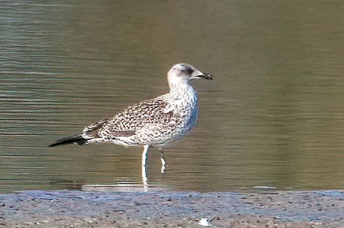 mewa żółtonoga (ssp. graellsii / intermedius) 