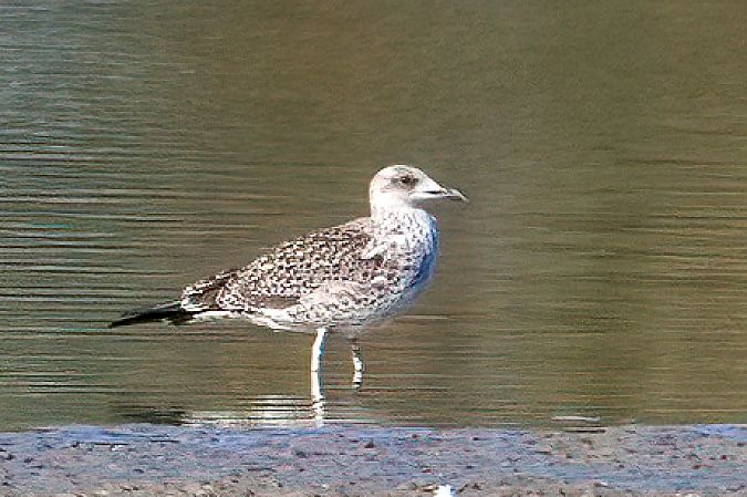 Goéland brun (ssp. graellsii / intermedius) 