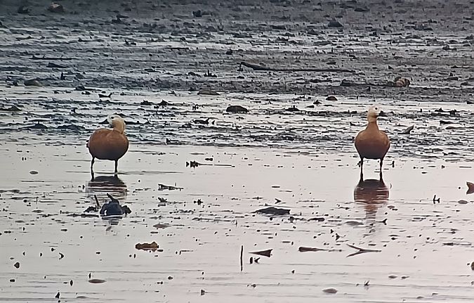 kazarka rdzawa  - Michał Polakowski