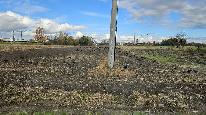 Rook  - Anna Kamilewicz-Wicik