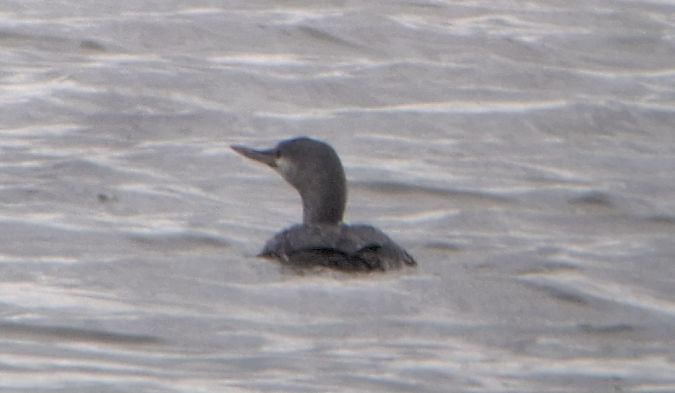 nur rdzawoszyi  - Tomasz Doroń