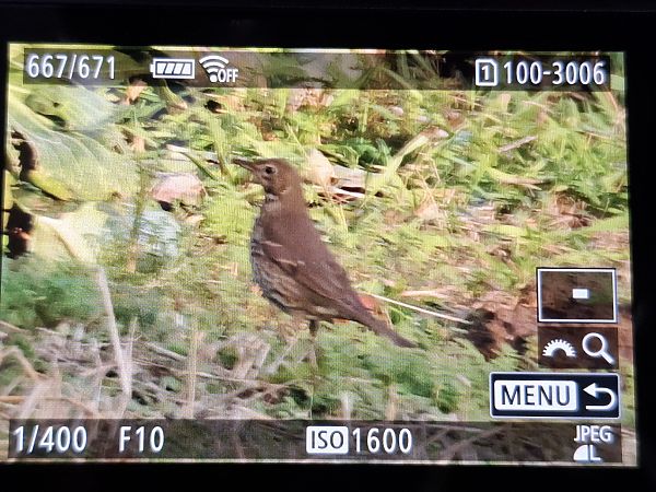 Singdrossel  - Tomasz Doroń