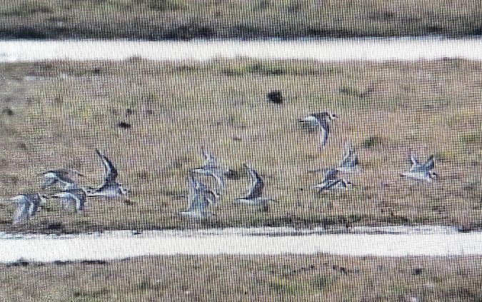 sieweczka obrożna  - Marek Betlejewicz