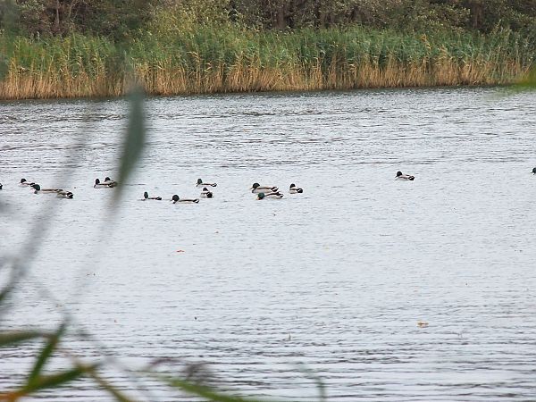 Brandgans  - Hans Schröder