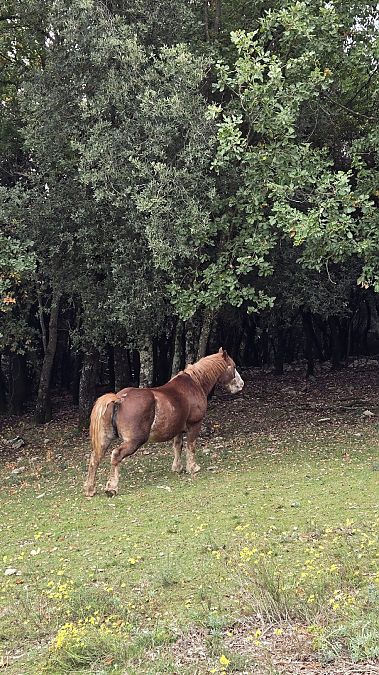 Cavall  - Yaiza Vilarrasa