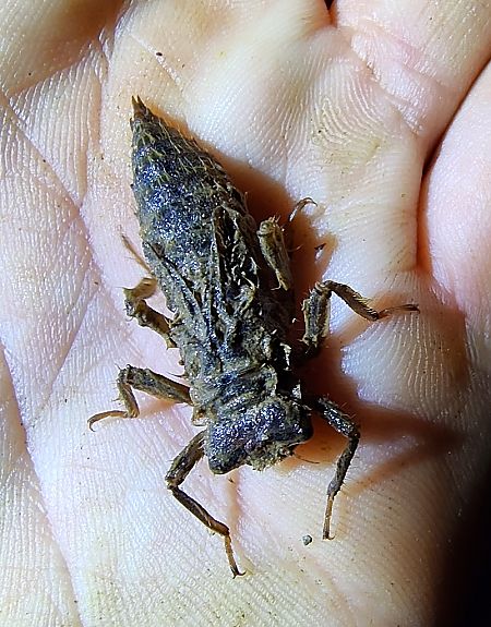 Cordulegaster boltonii  - Nicola Larroux