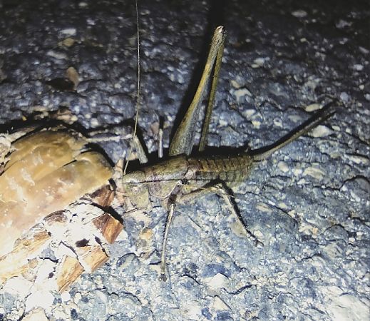 Rhacocleis neglecta  - Dimitri Marrone