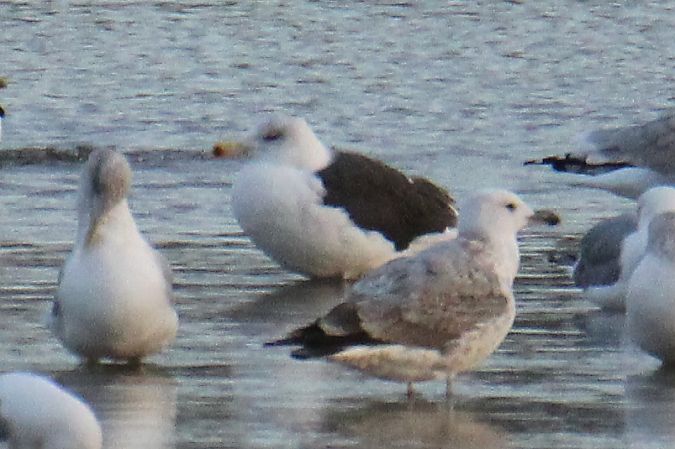 Great Black-backed Gull  - Krzysztof Nowak