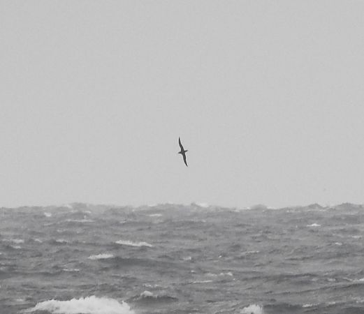 Sooty Shearwater  - Michał Kowalczuk