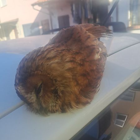 Allocco  - Bassano Riboni