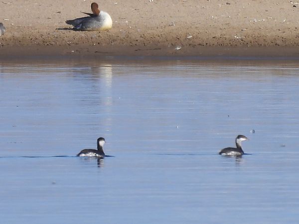 Ohrentaucher  - Natalia Gorczowska