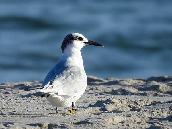 Brandseeschwalbe  - Natalia Gorczowska