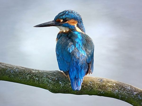 Eisvogel  - Ulrich Lindinger