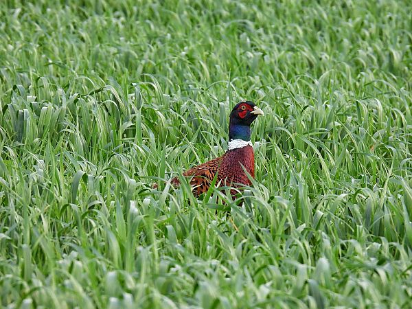 Fasan  - Kacper Mikulski