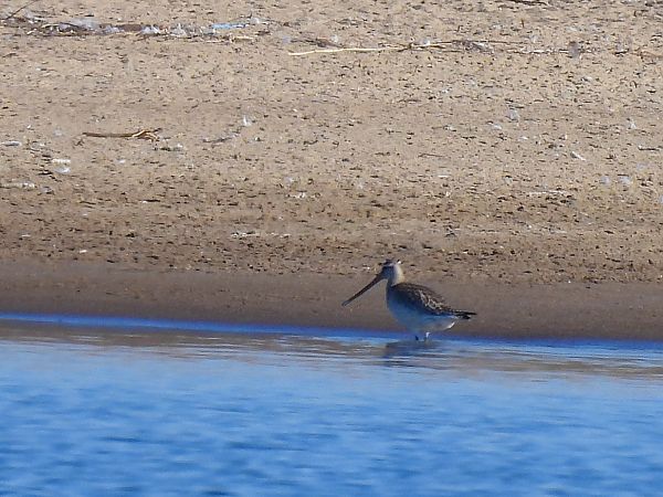szlamnik  - Natalia Gorczowska