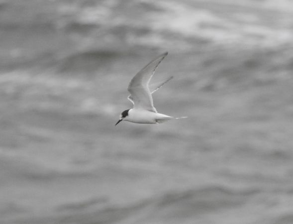 Küstenseeschwalbe  - Michał Kowalczuk