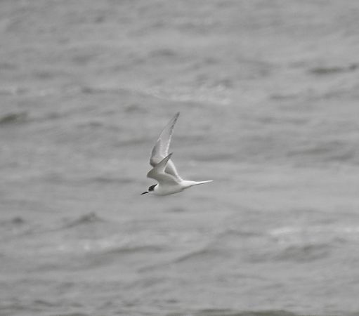 Sterne arctique  - Michał Kowalczuk