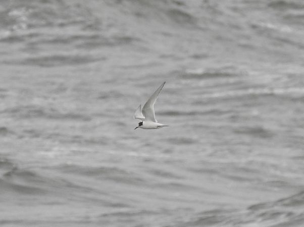 Sterne arctique  - Michał Kowalczuk