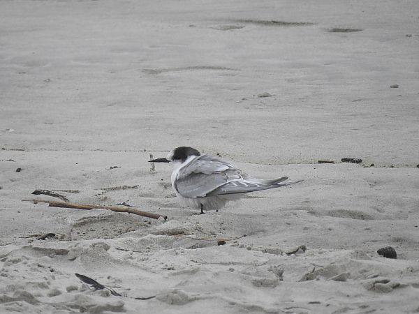 Sterne arctique  - Michał Kowalczuk