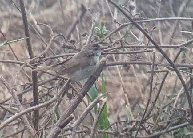 Rousserolle isabelle  - Thomas Armand