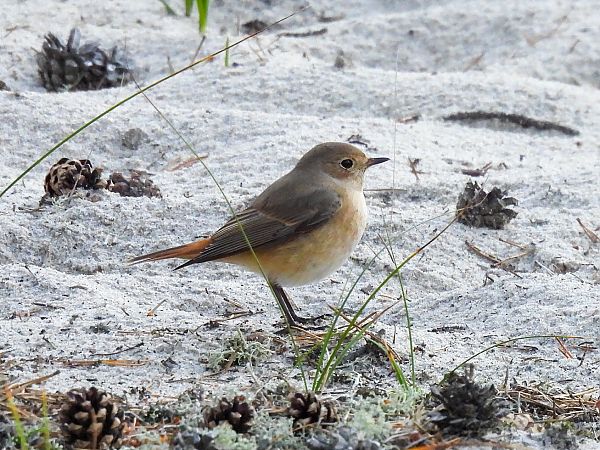 Gartenrotschwanz  - Natalia Gorczowska