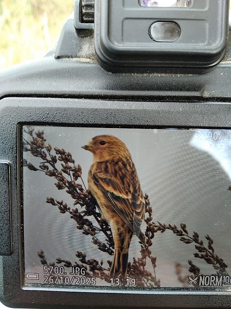 Twite  - Andrzej Lipiński