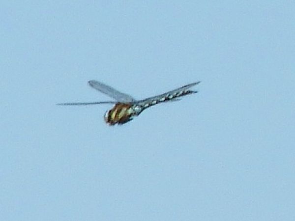 Aeshna mixta  - Massimo Tassinari