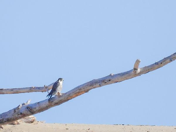 Wanderfalke  - Natalia Gorczowska