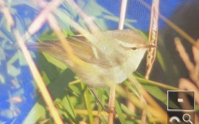 świstunka ałtajska  - Michał Polakowski