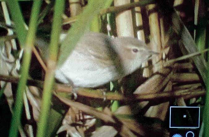 pierwiosnek (syberyjsk, ssp. tristis)  - Michał Polakowski