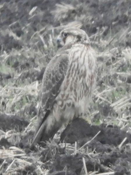 Smeriglio  - Massimo Tassinari