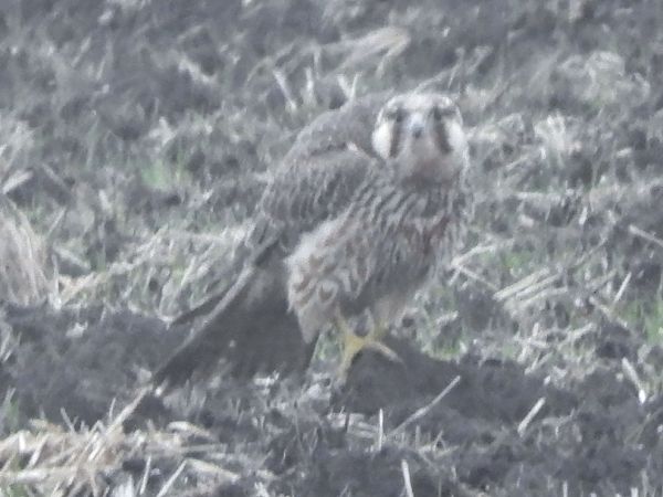 Smeriglio  - Massimo Tassinari