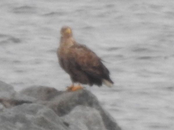 Seeadler  - Rainer Jellinek