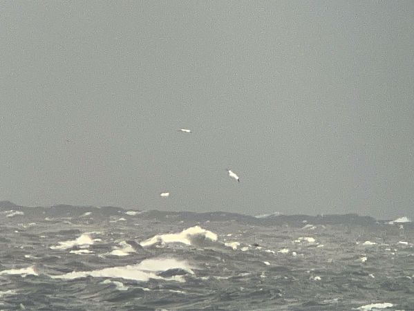 głuptak  - Mateusz Gutowski