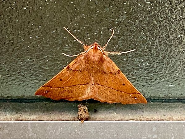 Colotois pennaria  - Maria Rita Gelso