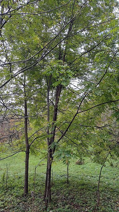 Juglans nigra  - Niko Borghese (FVG)