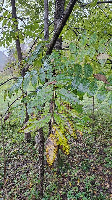 Juglans nigra  - Niko Borghese (FVG)