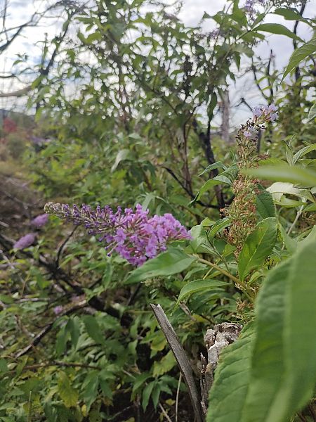 Buddleja davidii  - Chiara Canesin (FVG)