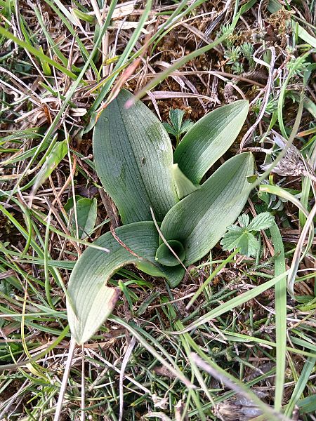 Ophrys sp.  - Alain Falvard