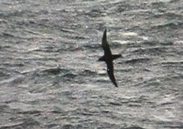 burzyk szary  - Marek Betlejewicz