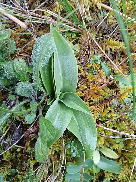 Anacamptis pyramidalis  - Alain Falvard