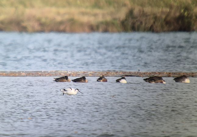 Avocette élégante  - Pietro Bellezza