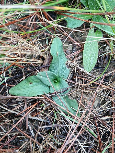 Ophrys massiliensis  - Alain Falvard